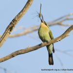 Rainbow Bee-eater with dragonfly.