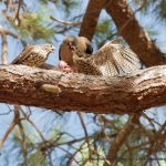 Collard Sparrowhawks.