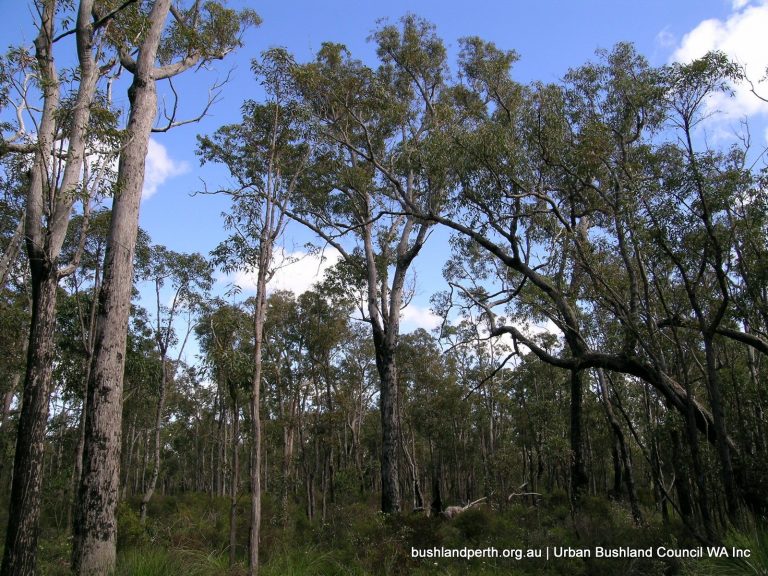 Bungendore Park Urban Bushland Council WA