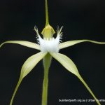 Caladenia species orchid.