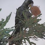 Carnaby's Black Cockatoo on Firewood Banksia