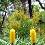 Slender banksia.