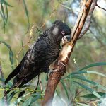 Carnaby's Black Cockatoo stripping bark.