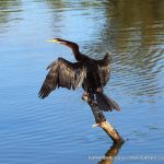 Australasian Darter - Ashfield Flats.