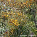 Daviesia physodes.