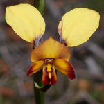 Diuris sp, Donkey Orchid.