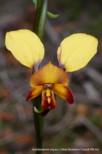 Diuris sp, Donkey Orchid.