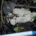 Dog vomit slime mould.