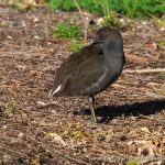 Dusky Moorhen - Lake Monger.