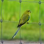 Elegant Parrot - Martin.