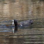 Eurasian Coot.