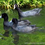 Eurasian Coot.