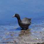 Eurasian Coot.