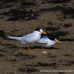 Fairy Terns