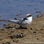 Juvenile Fairy Tern - Point Walter Spit.