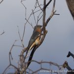 Fantail Cuckoo - Martin.