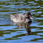 Freckled Duck.