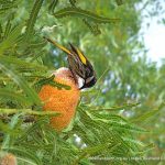 Banksia prionotes.