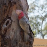 Galah - Ashfield Flats.