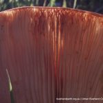 Ghost Fungus.