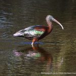 Glossy Ibis.