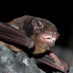 Gould's Wattled Bat.