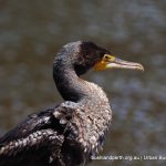 Great Cormorant - Garvey Park.