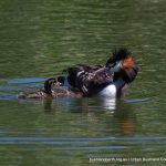 Great Crested Grebe - Herdsman Lake.