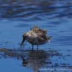 Great Knot - Coodanup.