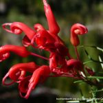 Wilson's Grevillea.