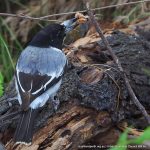 Grey Butcherbird.