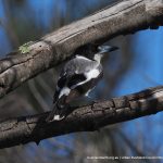 Grey Butcherbird - Creery Wetland.