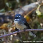 Grey Fantail.