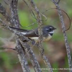 Grey Fantail - Lake Kogolup.