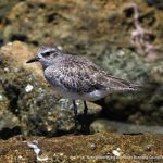 Grey Plover - Woodman Point.