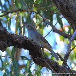 Grey Shrike Thrush