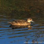 Grey Teal - Point Fraser, Perth.