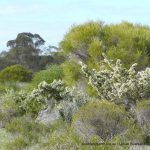 Hakea varia.