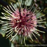 Sea Urchin Hakea.