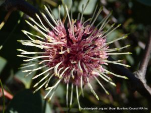 Sea Urchin Hakea.