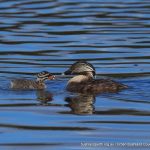 Hoary-headed Grebes