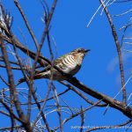 Horsfield's Bronze-cuckoo.