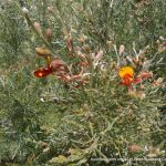 Jacksonia furcellata - Grey Stinkwood.