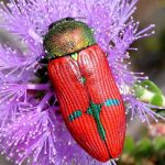 Jewel Beetle (Castiarina aureola).