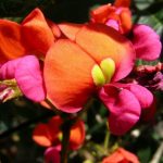 Kennedia coccinea - Coral Vine.