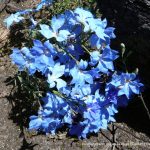 Blue Leschenaultia.