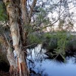 Swamp Paperbark framing the waters, late evening.