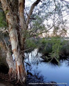 Swamp Paperbark framing the waters, late evening.