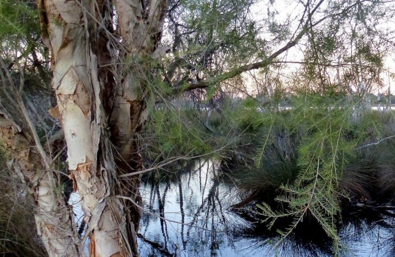 Swamp Paperbark framing the waters, late evening.