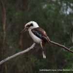 Laughing Kookaburra.